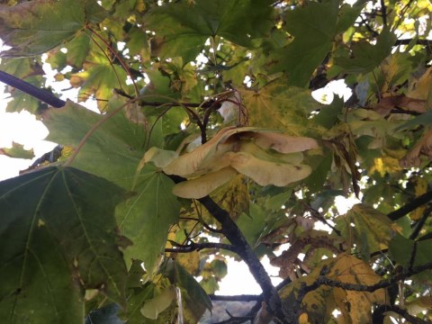 Atypical Myopathy (Sycamore poisoning)
