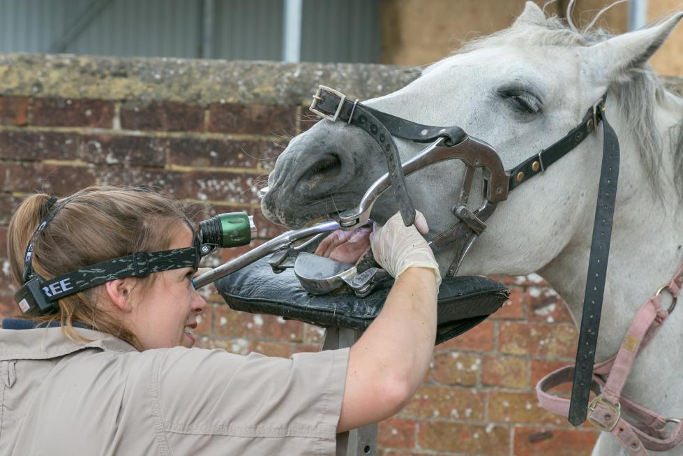 Careers | B&W Equine Vets