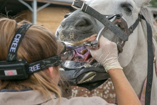 Equine Dentistry Information