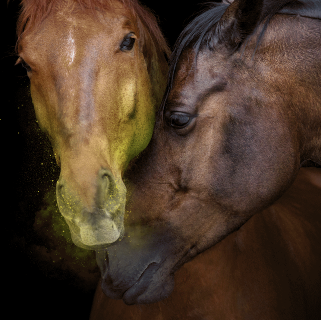 ehv-equine-herpes-virus