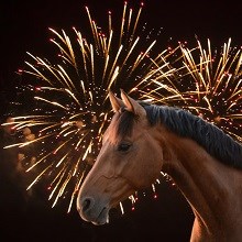 Advice for Firework Night | B&W Equine Vets