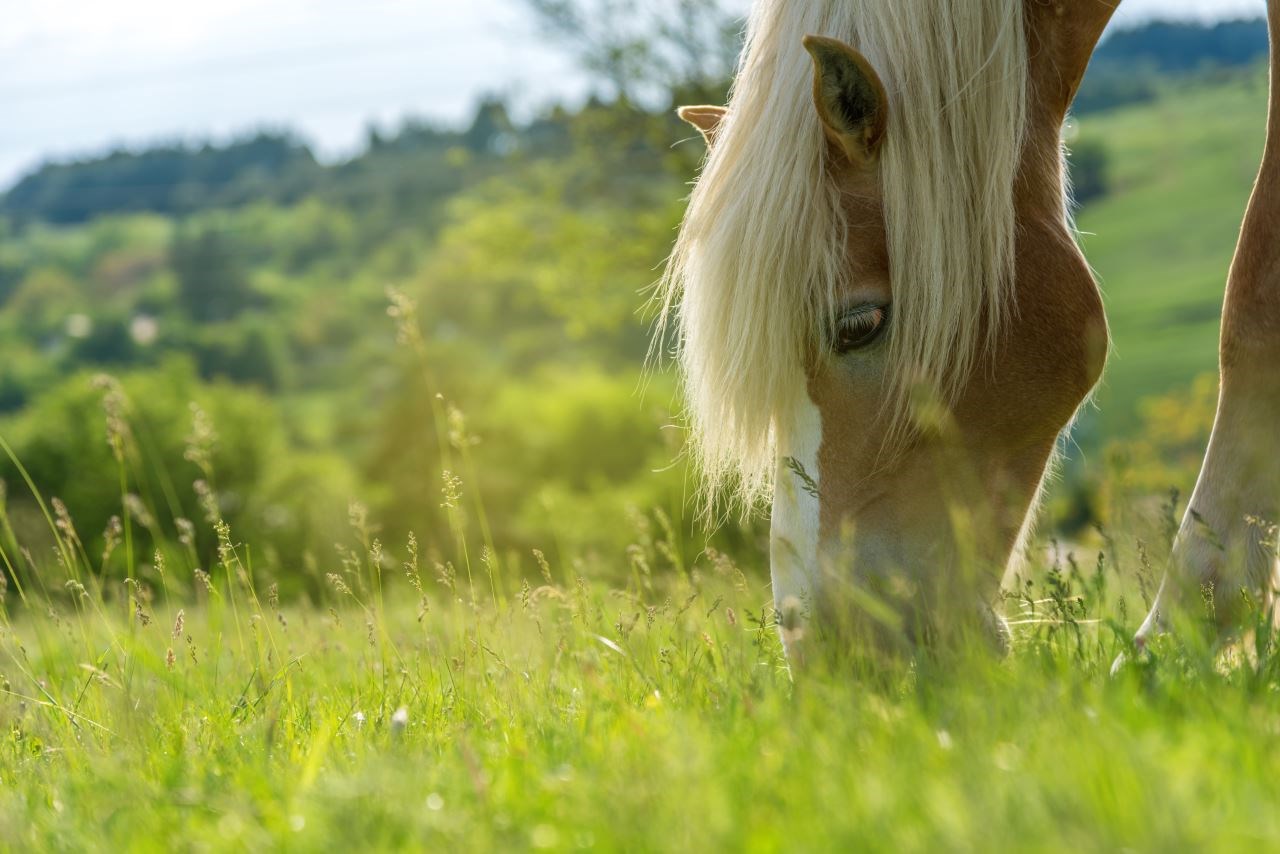 laminitis in horses and ponies